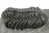 Detailed Austerops Trilobite - Ofaten, Morocco #192831-1